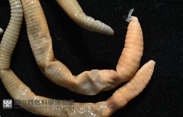 力里遠環蚓藏品圖，第3張