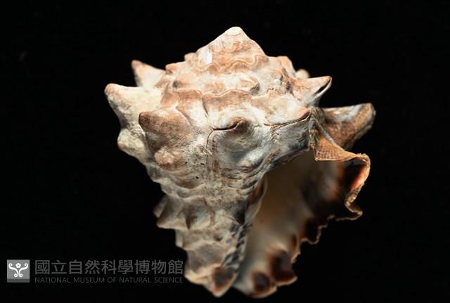 短拳螺藏品圖，第3張