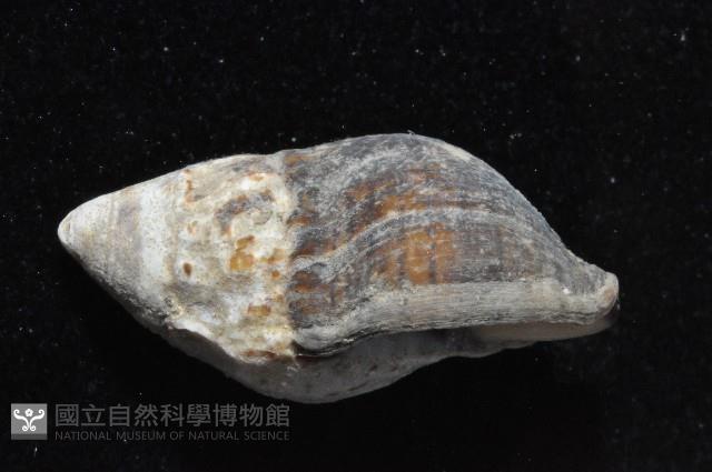 褐線峨螺藏品圖，第3張