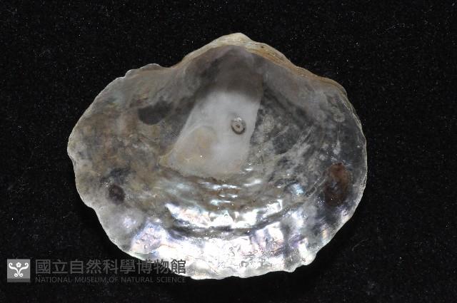 銀蛤藏品圖，第3張