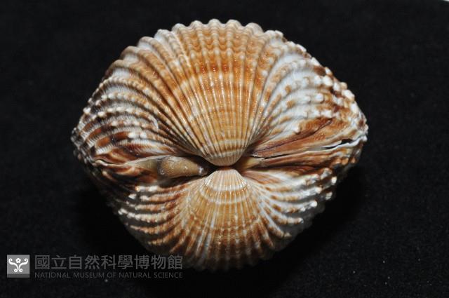 結瘤鳥尾蛤藏品圖，第3張