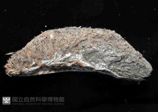 海鼠鱗沙蠶藏品圖，第3張