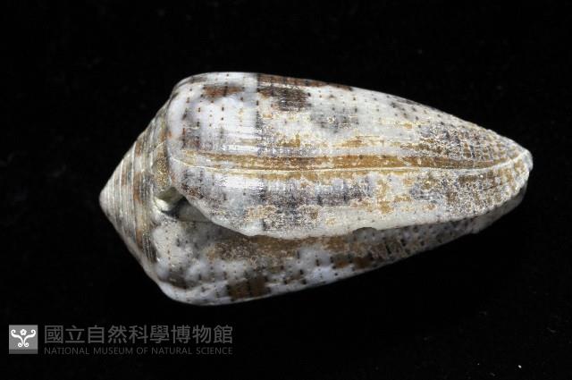 登錄號:006332-00034藏品圖，第3張