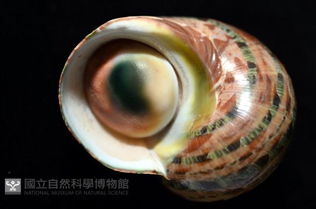 貓眼蠑螺藏品圖，第3張