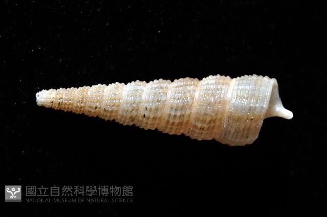 未知種左錐螺藏品圖，第3張