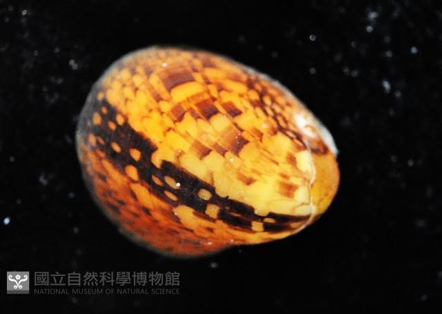 火之島蜑螺藏品圖，第3張
