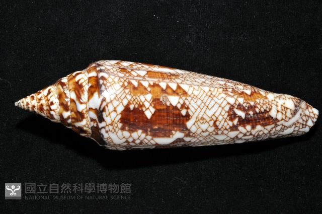 孟加拉芋螺藏品圖，第3張