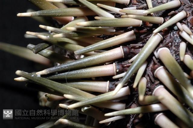 梅氏長海膽藏品圖，第3張
