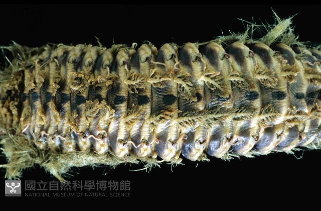 黃海毛蟲藏品圖，第3張