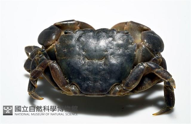 平背蜞藏品圖，第3張