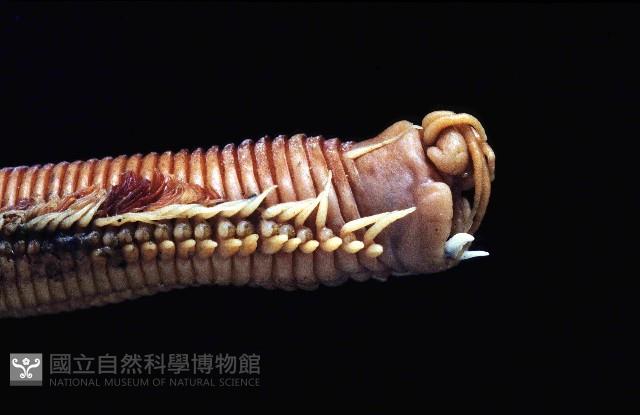 未知種磯沙蠶藏品圖，第3張
