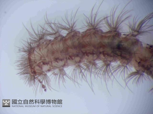 未知種毛馬陸藏品圖，第3張