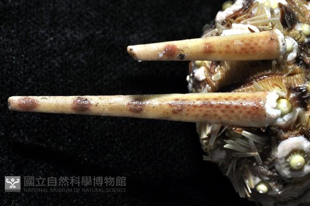 斑襟刺頭帕藏品圖，第3張