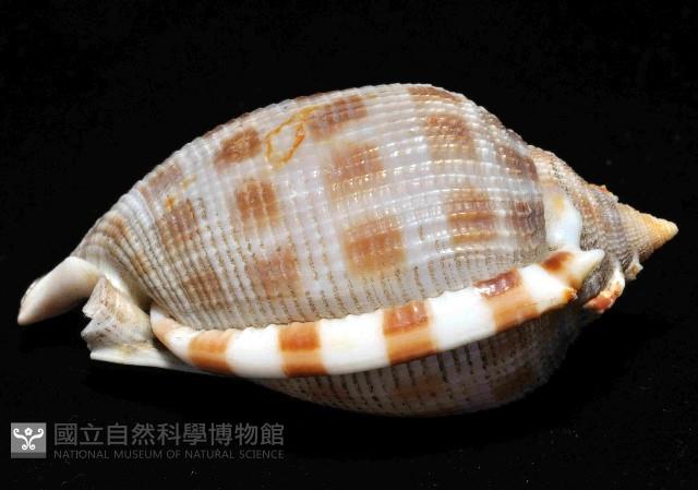 布紋鬘螺藏品圖，第3張