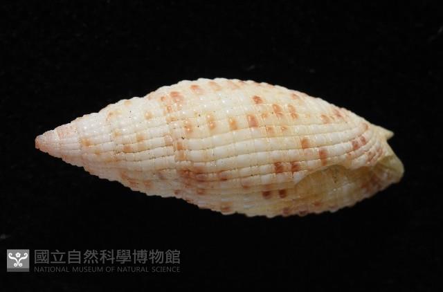 蝶斑筆螺藏品圖，第3張