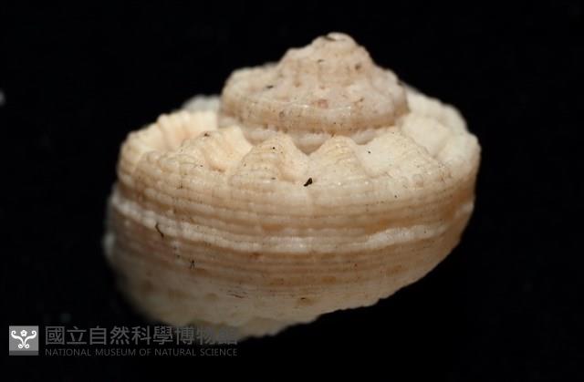 換日線花冠螺藏品圖，第3張