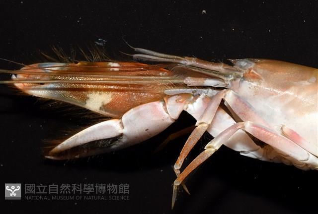 劍脊槍蝦藏品圖，第3張