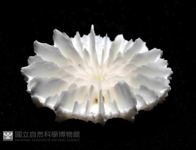 韋氏冠杯珊瑚藏品圖，第3張