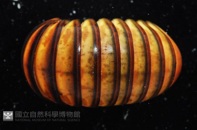未知種球馬陸藏品圖，第3張