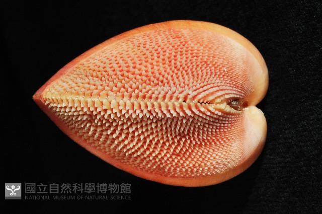 金絲鳥尾蛤藏品圖，第3張