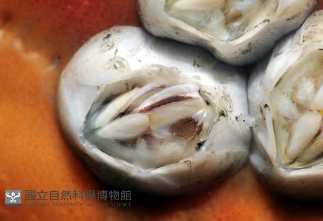 薄殼龜藤壺藏品圖，第3張