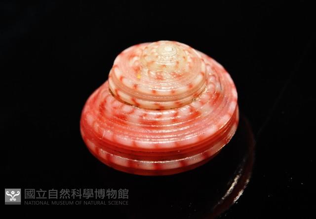 微風蠑螺藏品圖，第3張