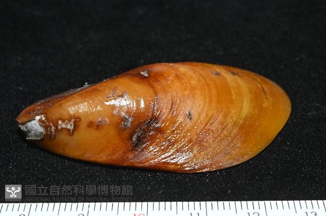 平端深海殼菜蛤藏品圖，第3張