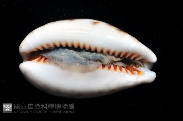 山貓寶螺藏品圖，第3張