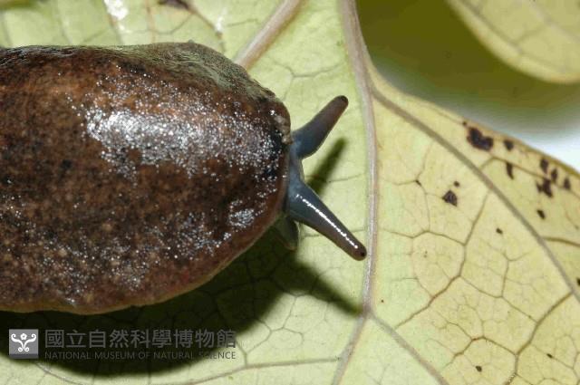 皺足蛞蝓藏品圖，第3張