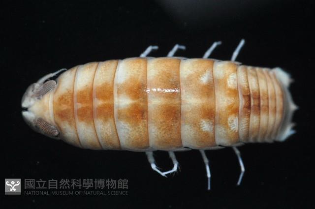 道氏紡錘水虱藏品圖，第3張