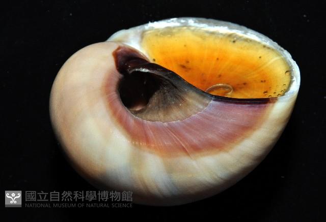 未知種扁玉螺藏品圖，第3張