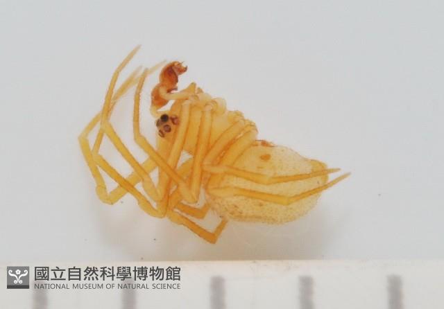 黃克羅蛛藏品圖，第3張