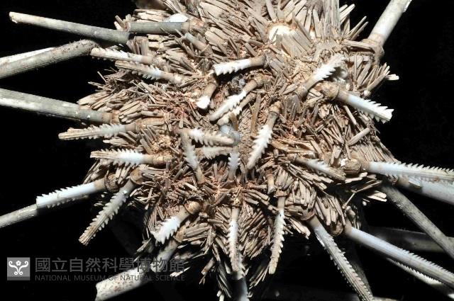 秀麗組頭帕藏品圖，第3張