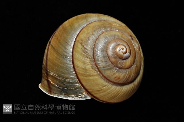 金崙栗蝸藏品圖，第3張