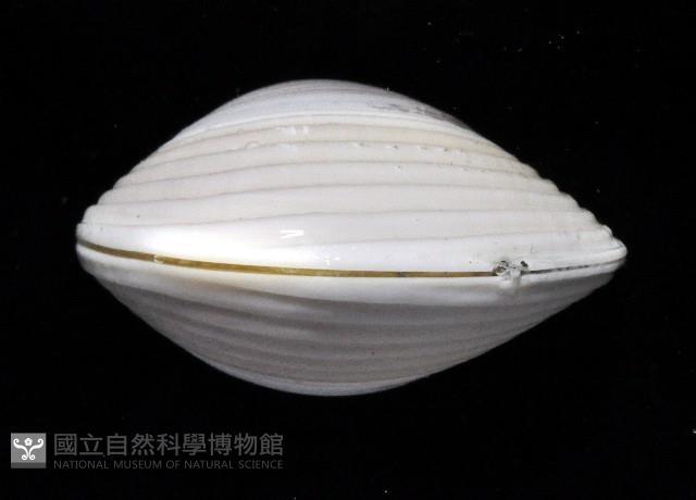 皺肋文蛤藏品圖，第3張