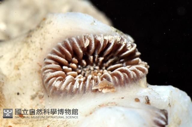 目珊瑚之一種藏品圖，第3張