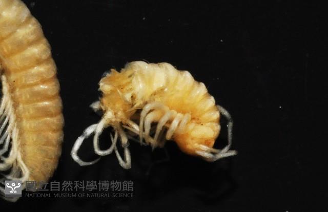 新種東京泡馬陸藏品圖，第3張