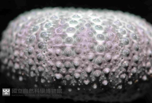 紫叢海膽藏品圖，第3張