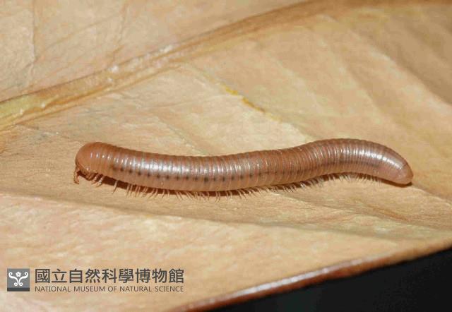 磚紅厚甲馬陸藏品圖，第3張