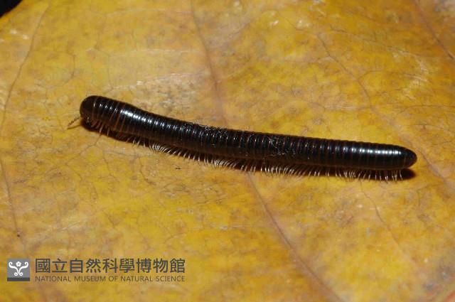 擬旋刺馬陸藏品圖，第3張