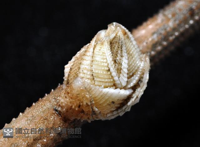 信天翁紐曼花籠藏品圖，第3張