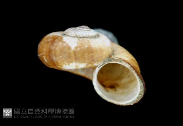 闊唇臺灣山蝸牛藏品圖，第3張