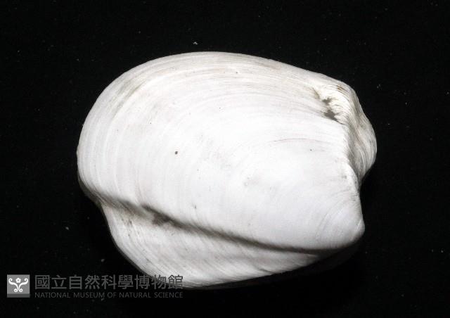 索足蛤藏品圖，第3張