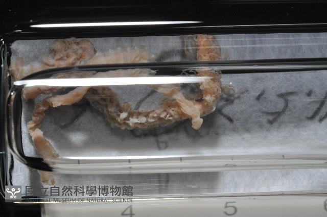 梧棲搓蟄蟲藏品圖，第3張