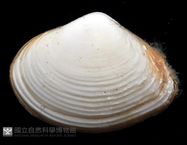 尖峰蛤藏品圖，第3張