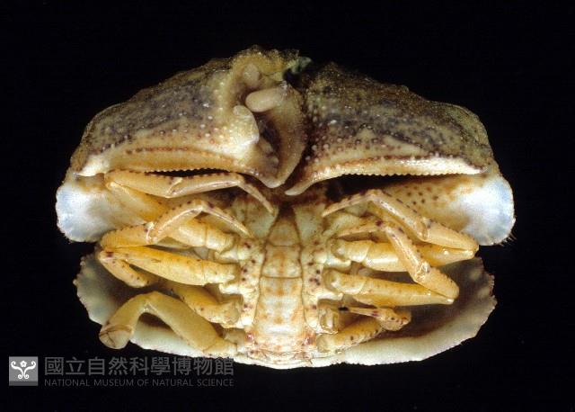 公雞饅頭蟹藏品圖，第3張
