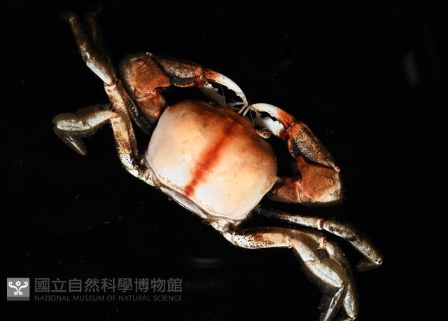 紫隆背蟹藏品圖，第3張