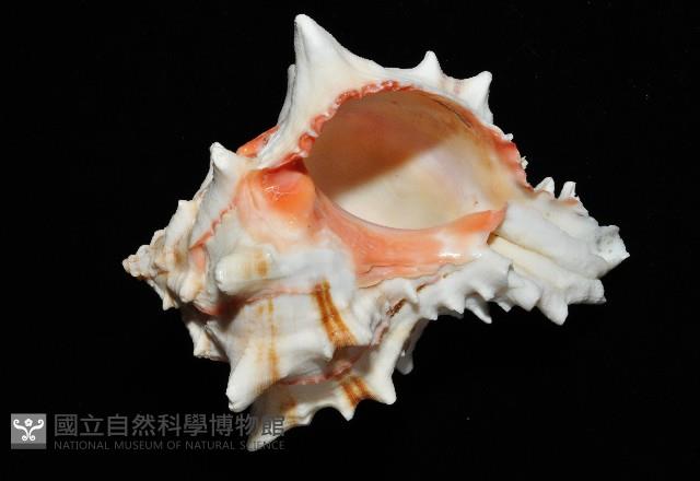 紅甘藍骨螺藏品圖，第3張