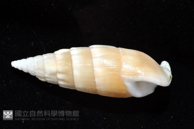 竹筍蟹守螺藏品圖，第3張
