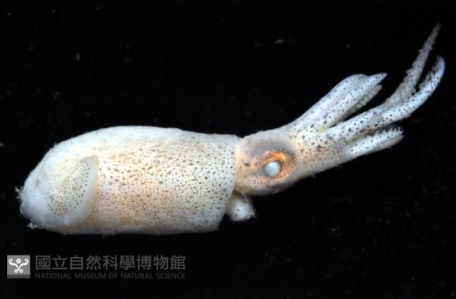 雙列微鰭烏賊藏品圖，第3張